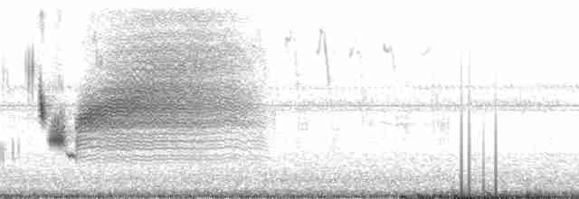Sahil Serçesi (nigrescens) - ML15070