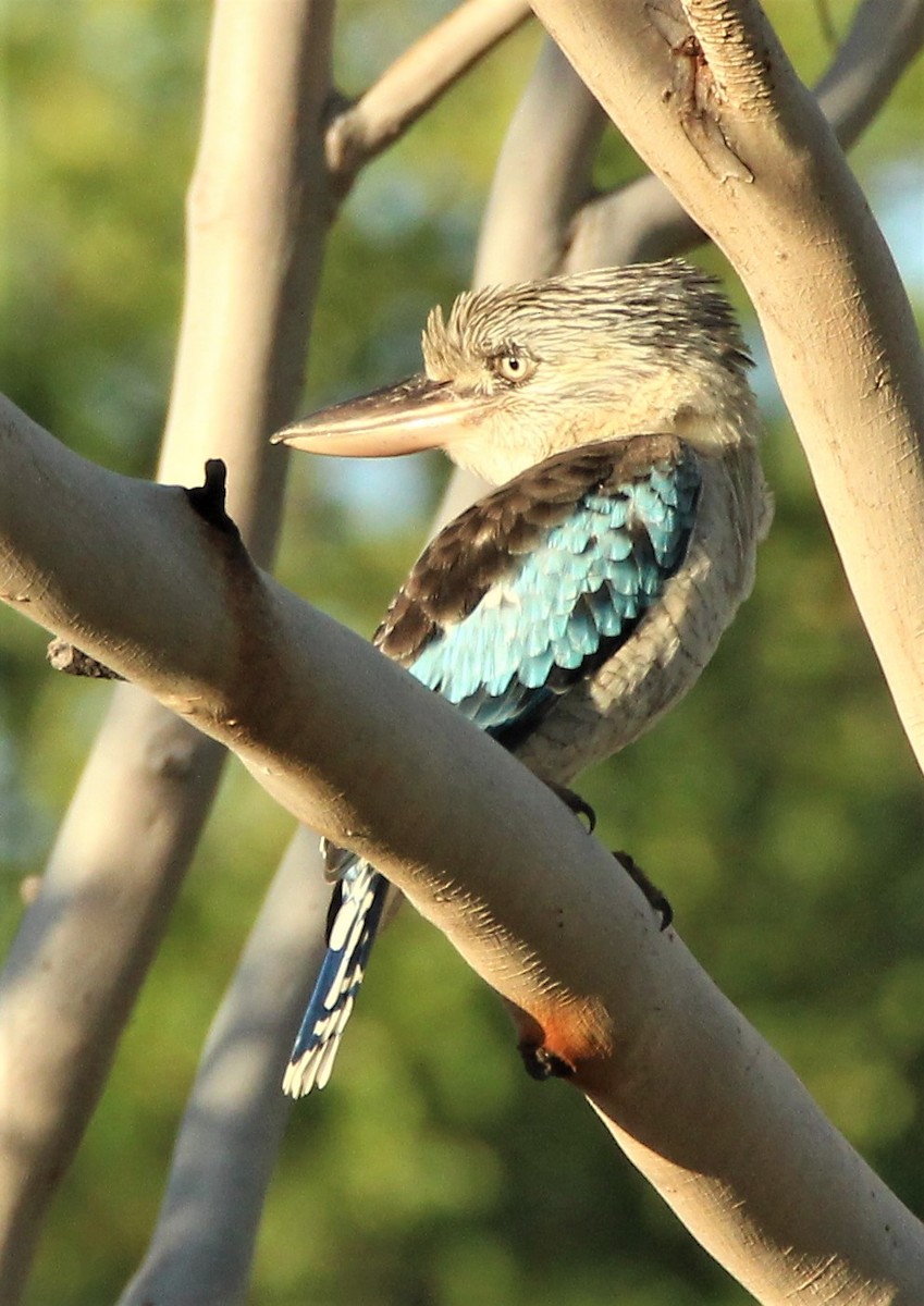 Blue-winged Kookaburra - Mary Clarke
