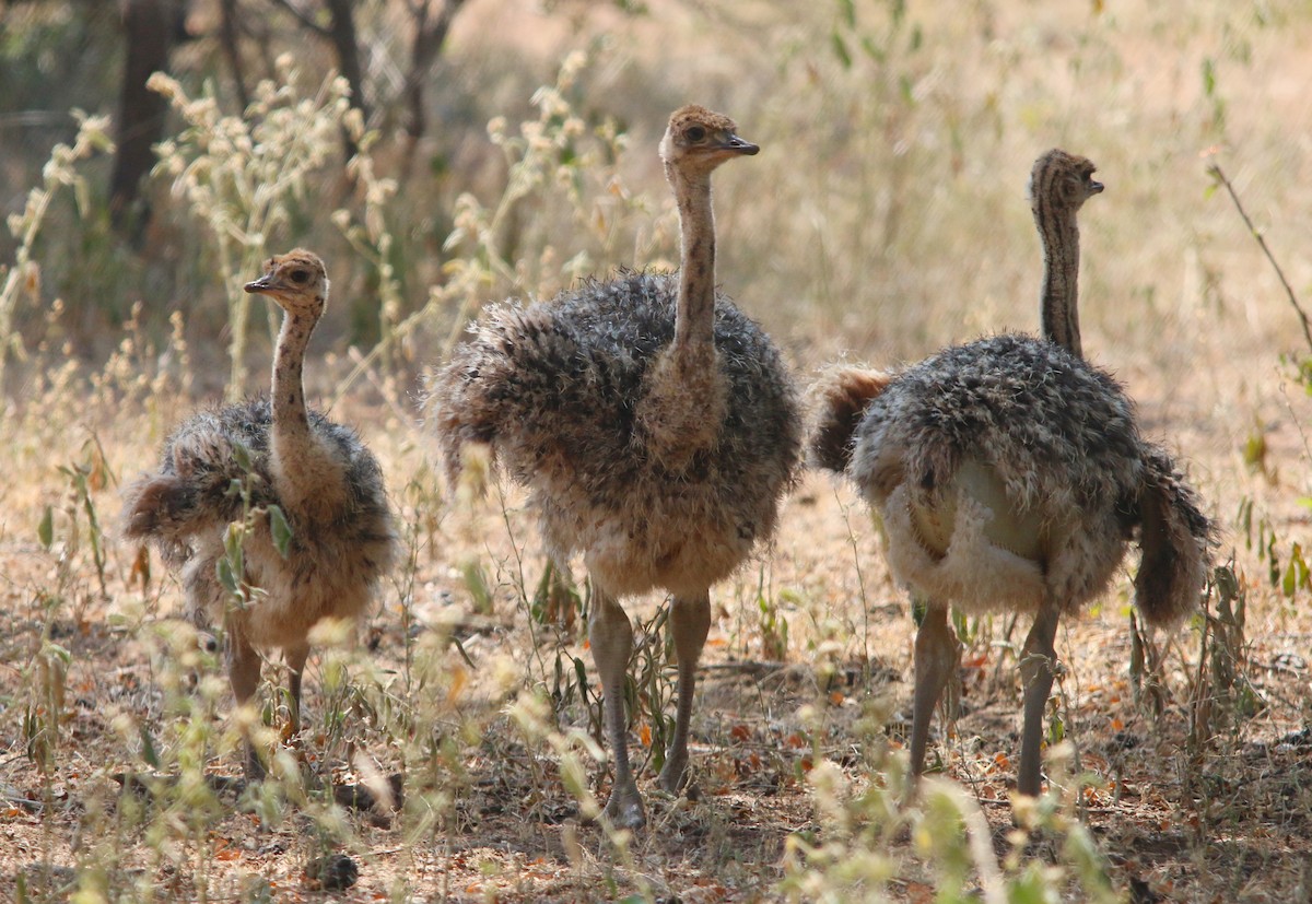 Common Ostrich - Jerome Kalvas
