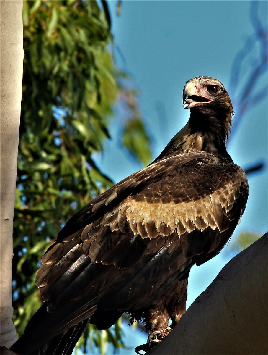 Wedge-tailed Eagle - Mary Clarke