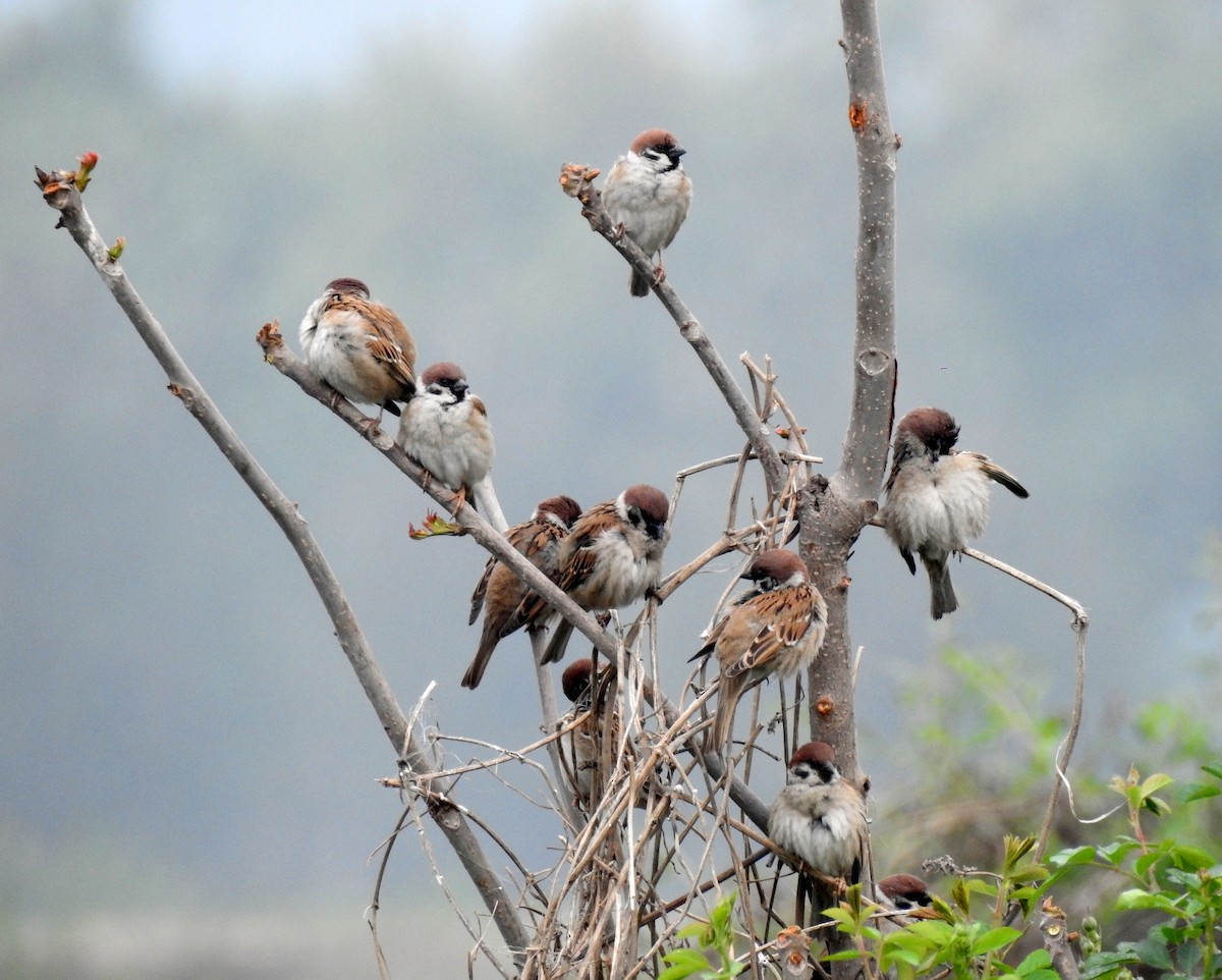 Eurasian Tree Sparrow - ML150703631
