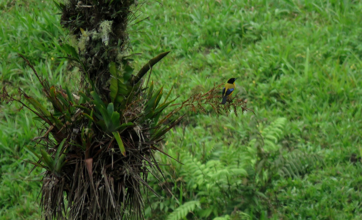 Black-chinned Mountain Tanager - ML150703771