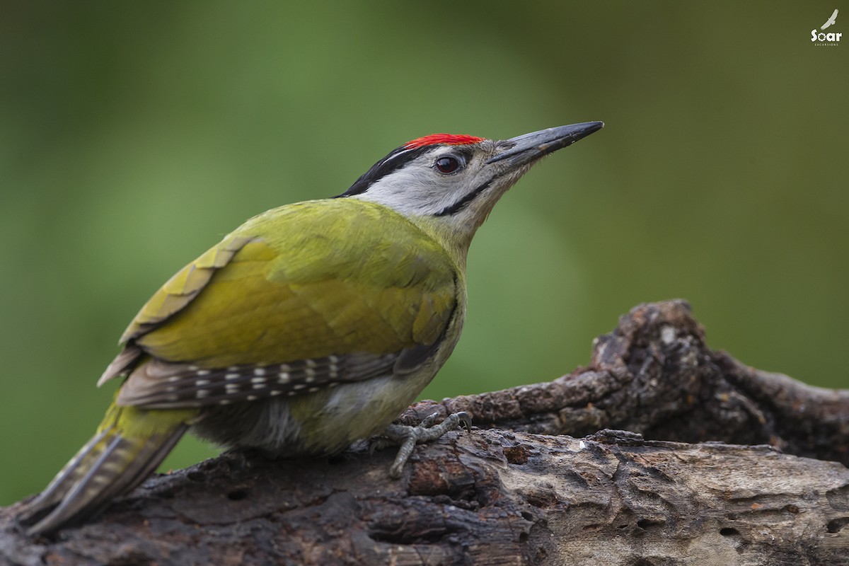 Gray-headed Woodpecker - Soar Excursions