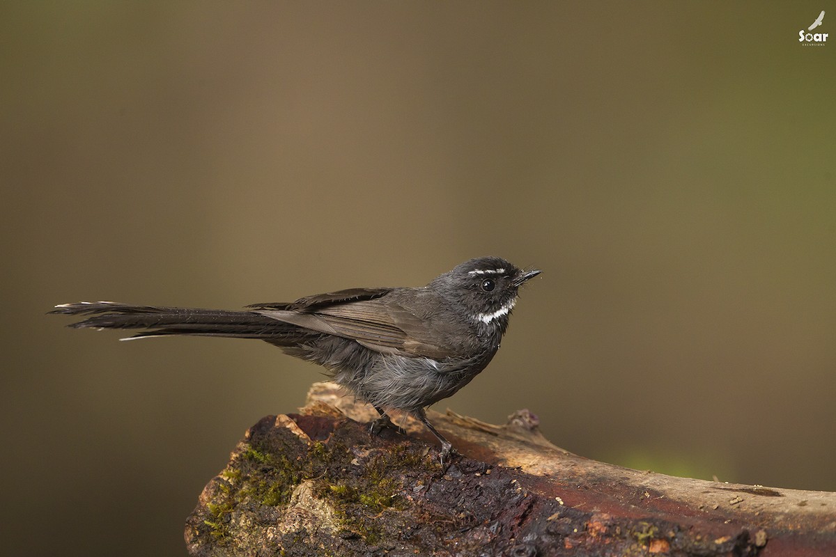 White-throated Fantail - Soar Excursions