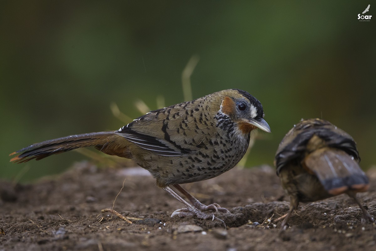 Rufous-chinned Laughingthrush - Soar Excursions