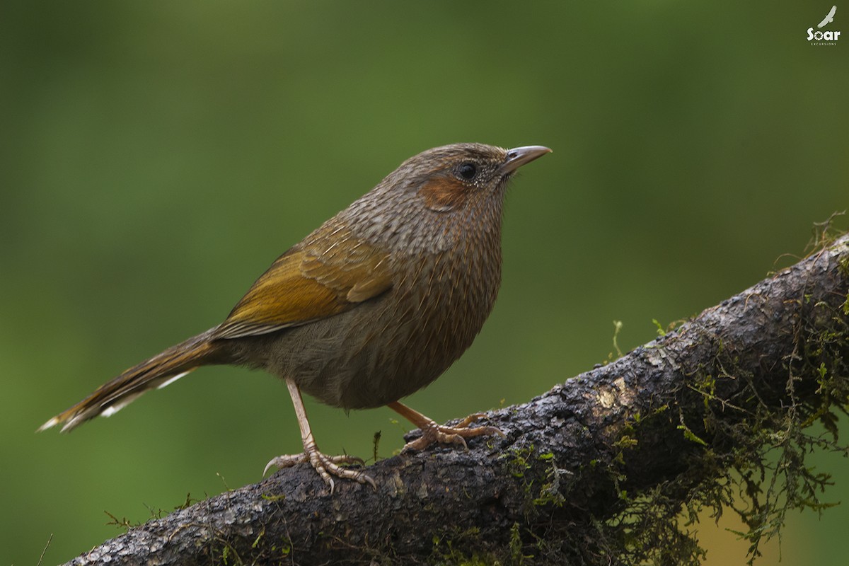 Streaked Laughingthrush - Soar Excursions