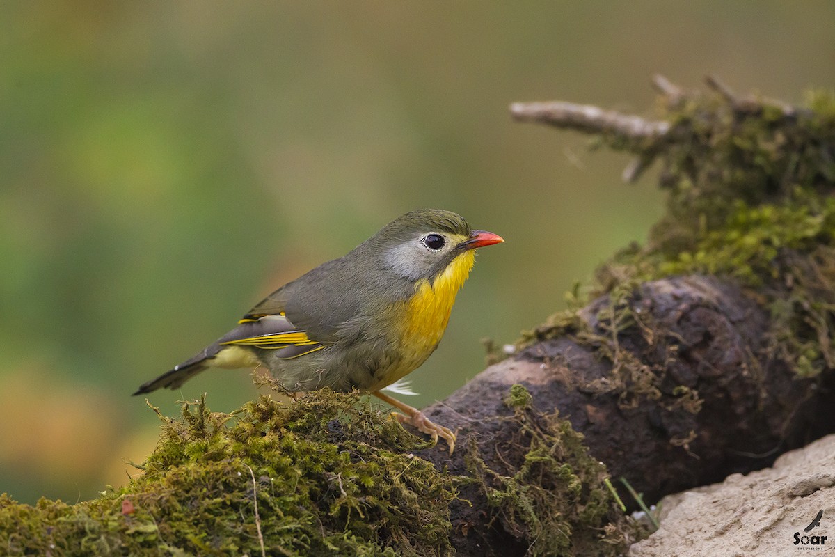 Red-billed Leiothrix - Soar Excursions
