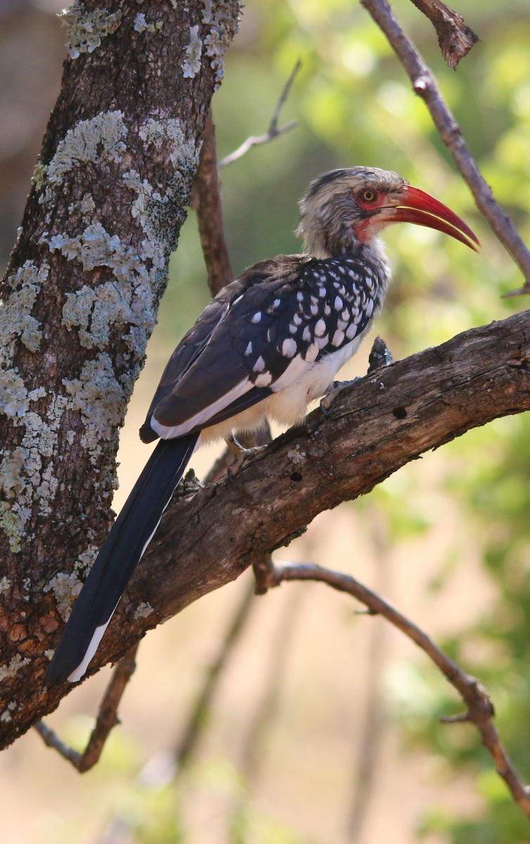 Southern Red-billed Hornbill - Jerome Kalvas