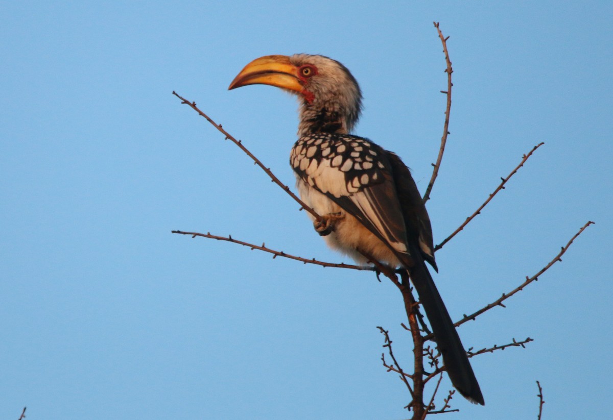Southern Yellow-billed Hornbill - Jerome Kalvas