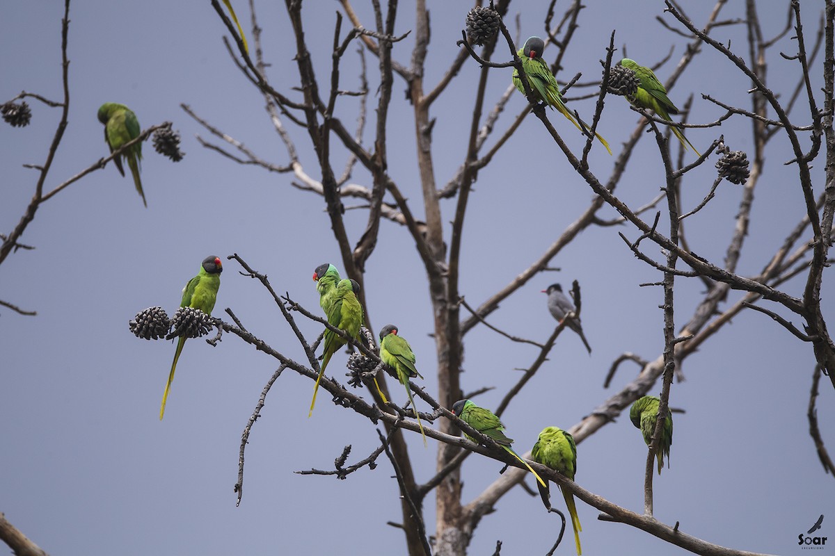 Slaty-headed Parakeet - Soar Excursions