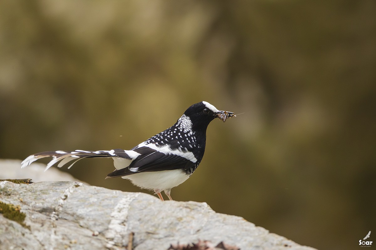 Spotted Forktail - Soar Excursions