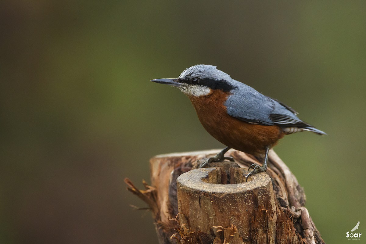 Chestnut-bellied Nuthatch - Soar Excursions