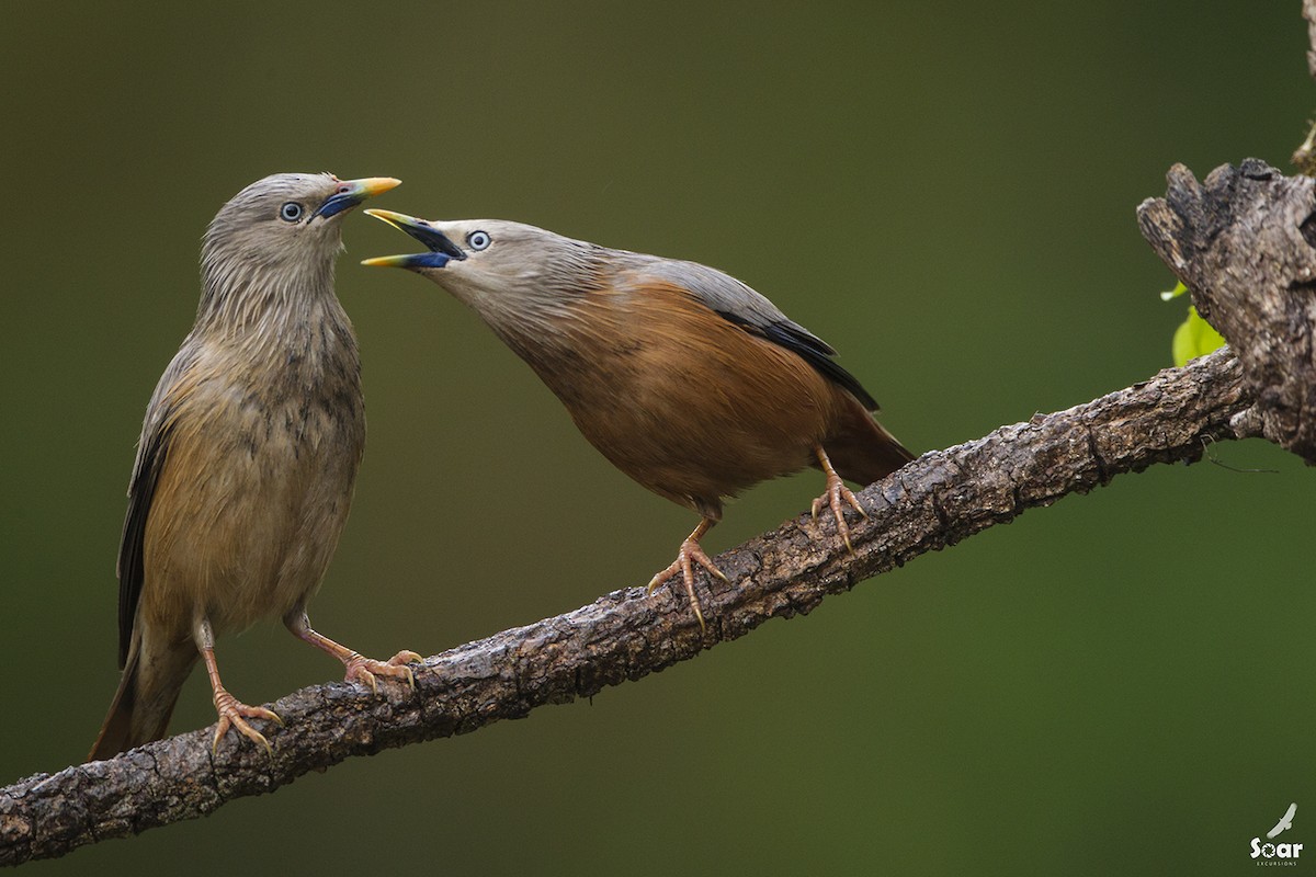 Chestnut-tailed Starling - ML150706641