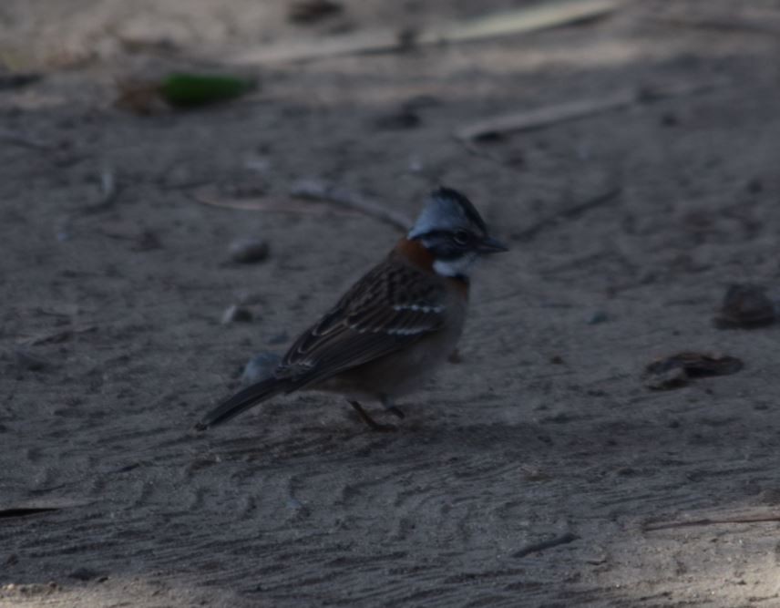 Rufous-collared Sparrow - ML150706671