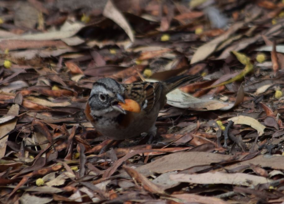 Rufous-collared Sparrow - ML150706691