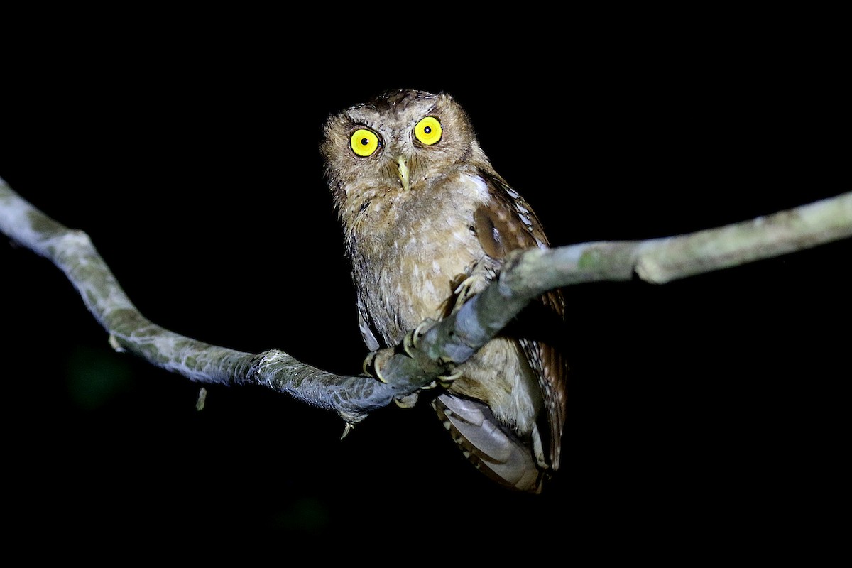Andaman Scops-Owl - S S Suresh