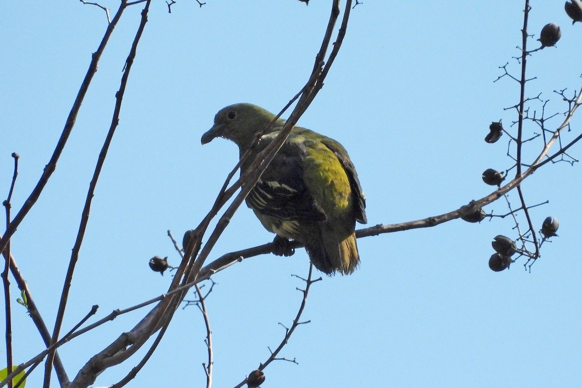 Andaman Green-Pigeon - ML150707481