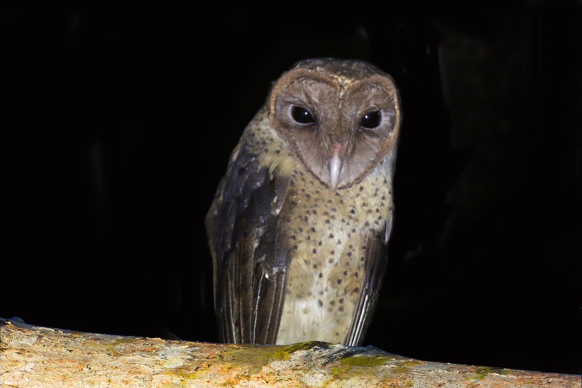 Andaman Masked-Owl - ML150707531