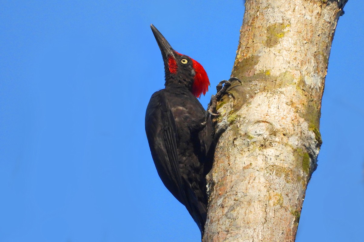Andaman Woodpecker - ML150708111