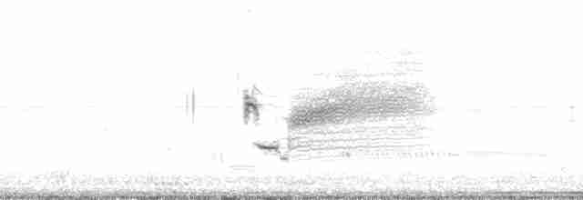 Багновець приморський (підвид nigrescens) - ML15071