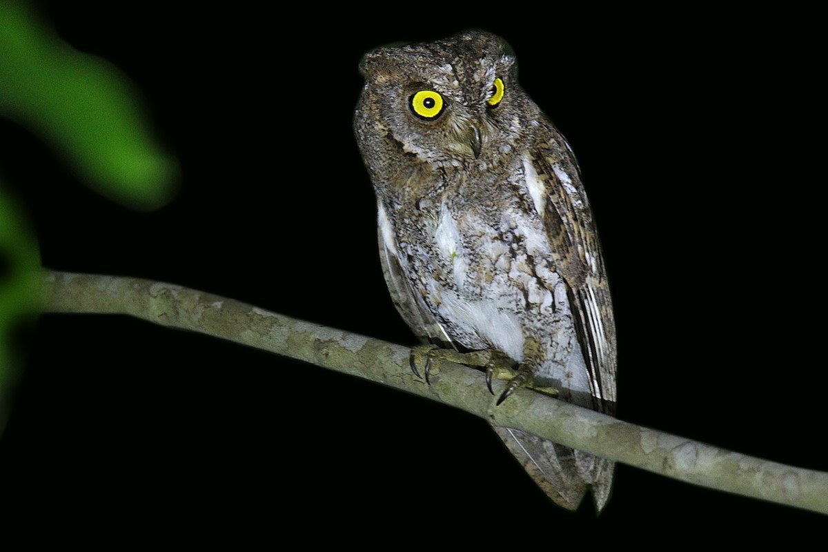 Oriental Scops-Owl - S S Suresh