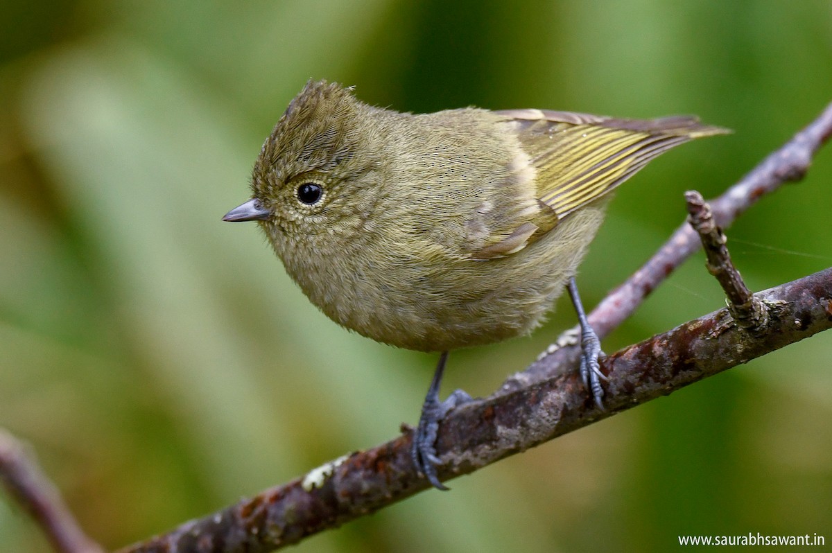 Yellow-browed Tit - ML150714081