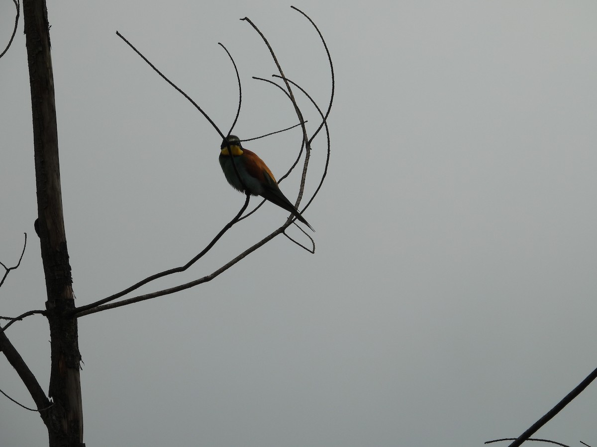 European Bee-eater - GARY DOUGLAS