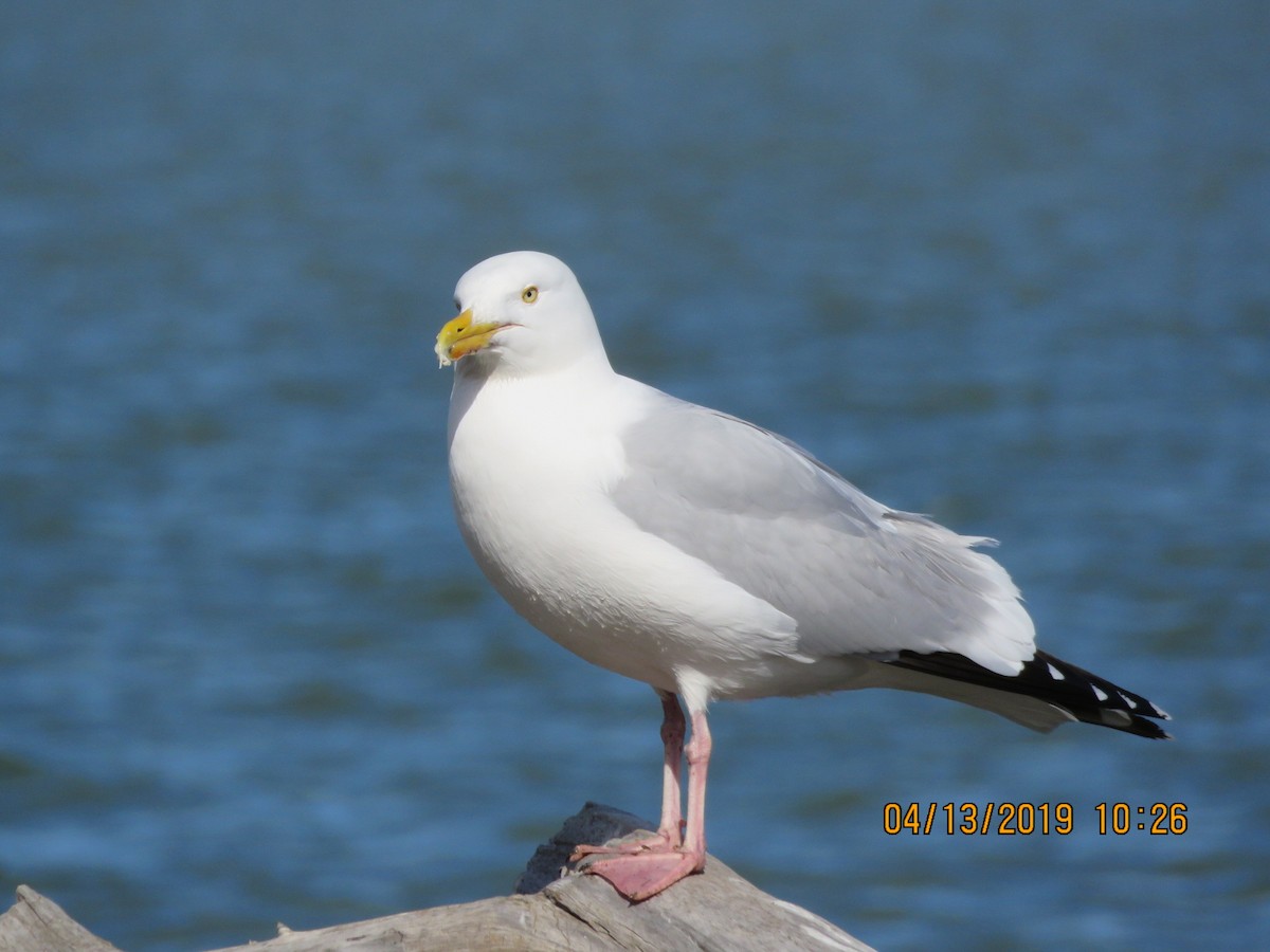 Herring Gull (American) - ML150714481