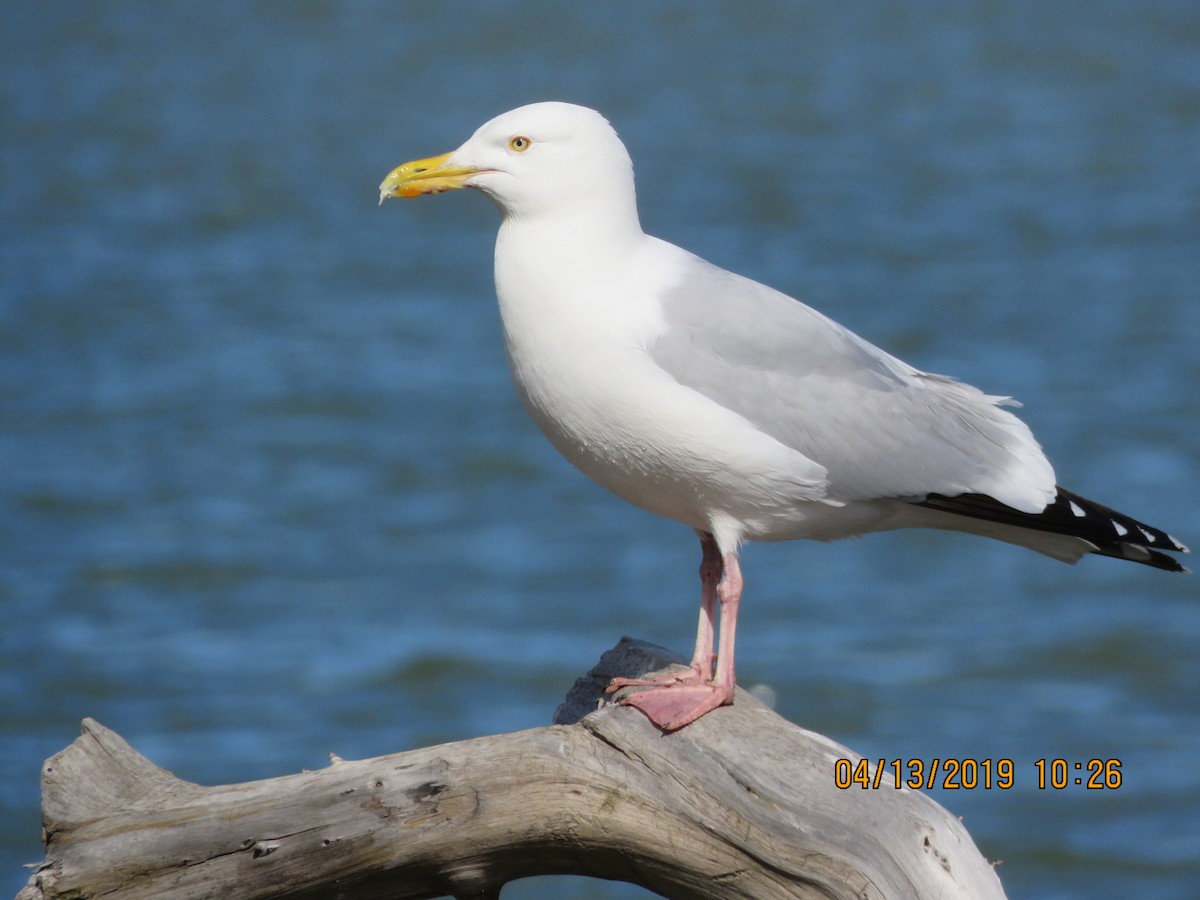 Herring Gull (American) - Bill Ohlsen