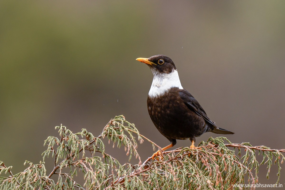 White-collared Blackbird - Saurabh Sawant