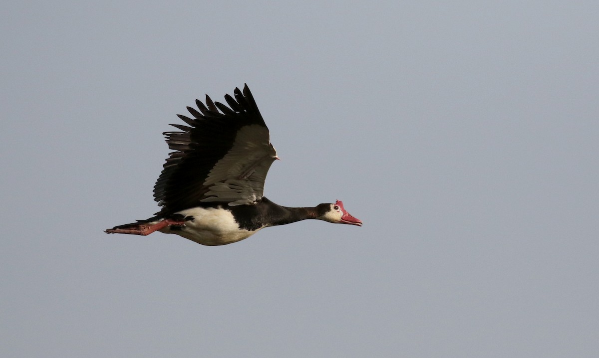 Spur-winged Goose (Northern) - Jay McGowan