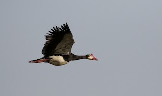 Spur-winged Goose (Northern), ML150715501