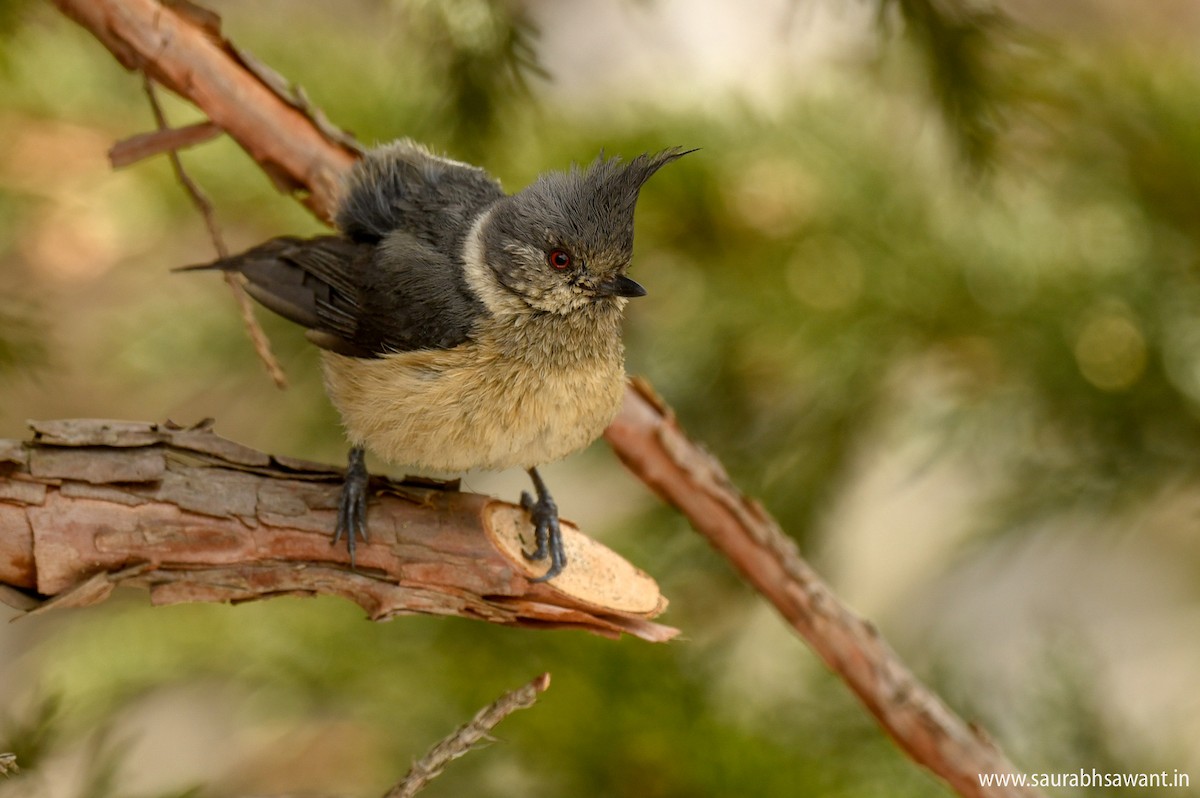 Gray-crested Tit - ML150716171