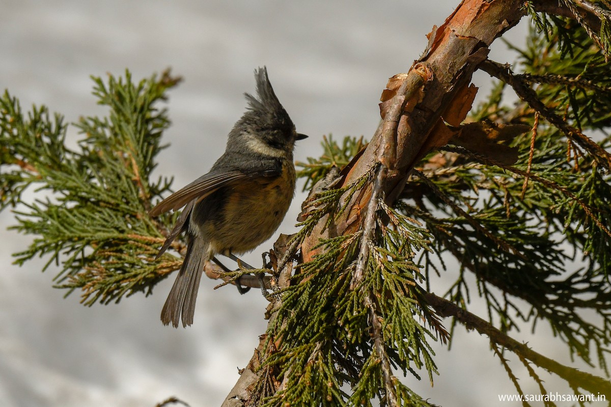 Gray-crested Tit - ML150716271