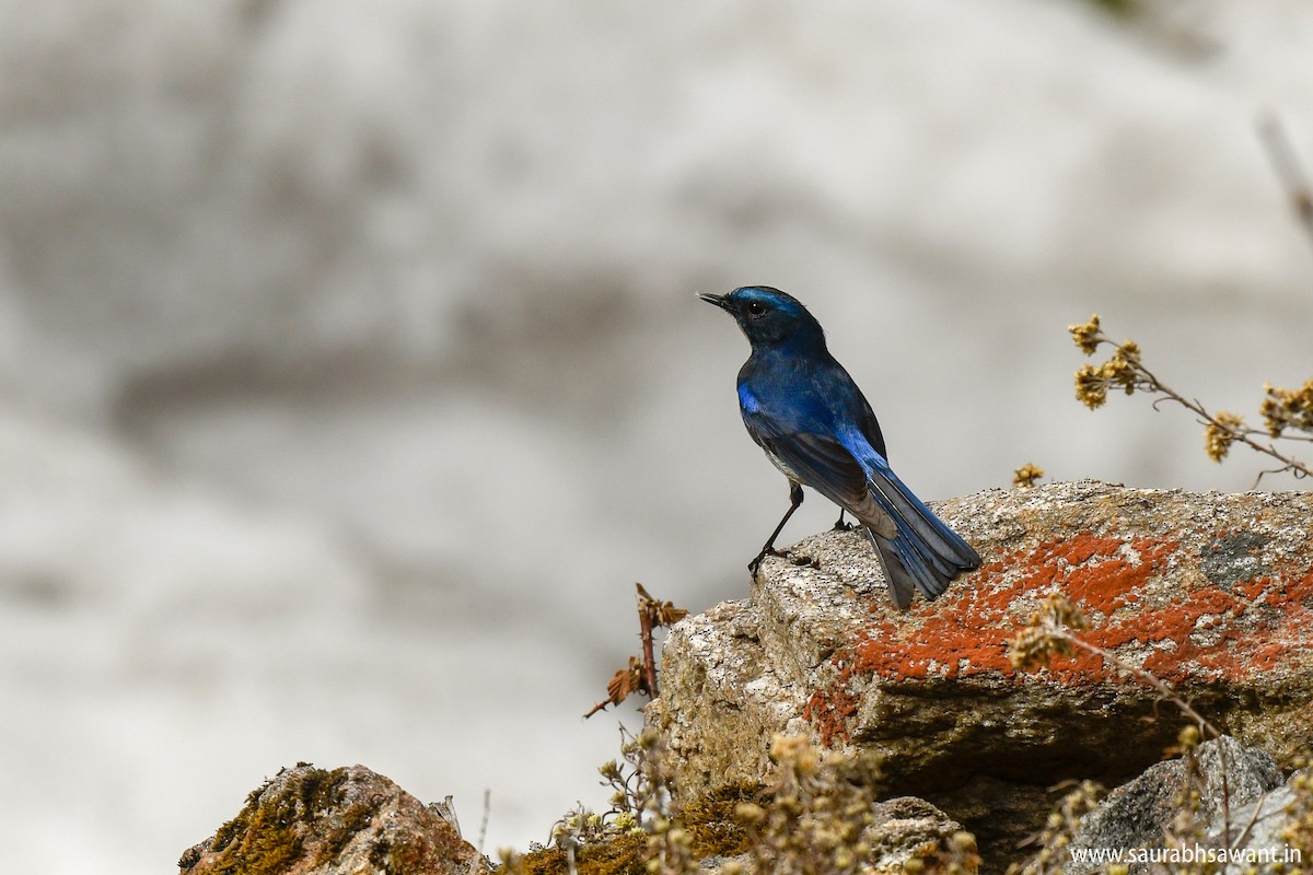 Himalayan Bluetail - Saurabh Sawant