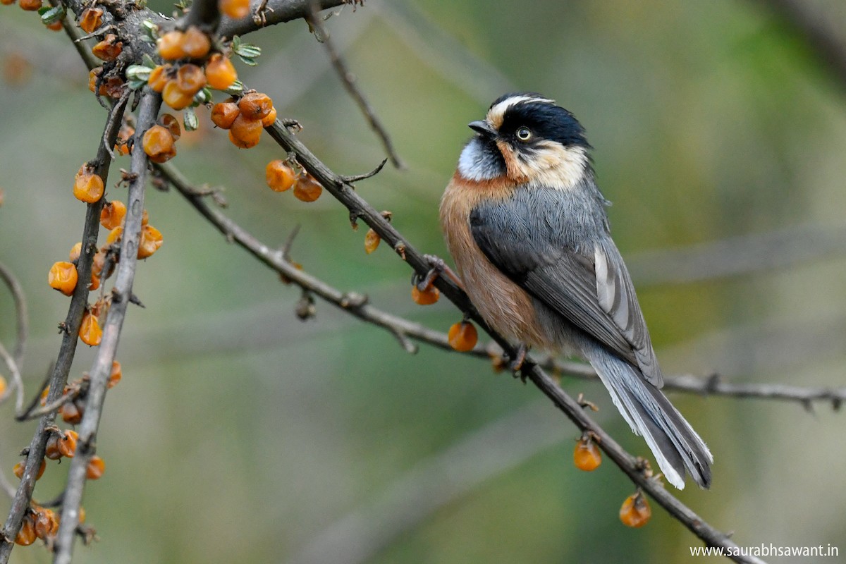 Black-browed Tit (Rufous-fronted) - ML150717281