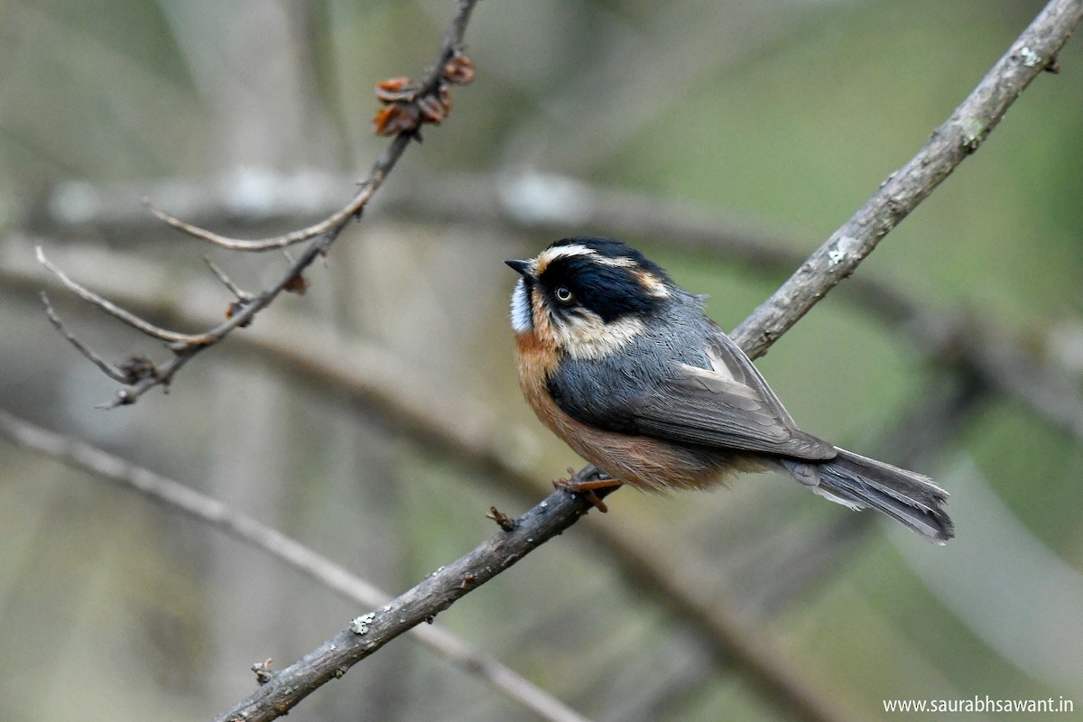 Black-browed Tit (Rufous-fronted) - ML150717291