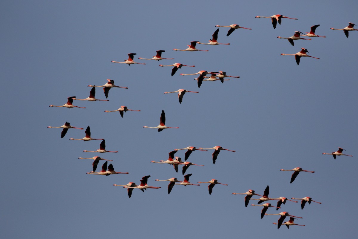 Greater Flamingo - Jay McGowan