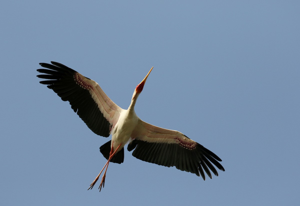 Yellow-billed Stork - Jay McGowan