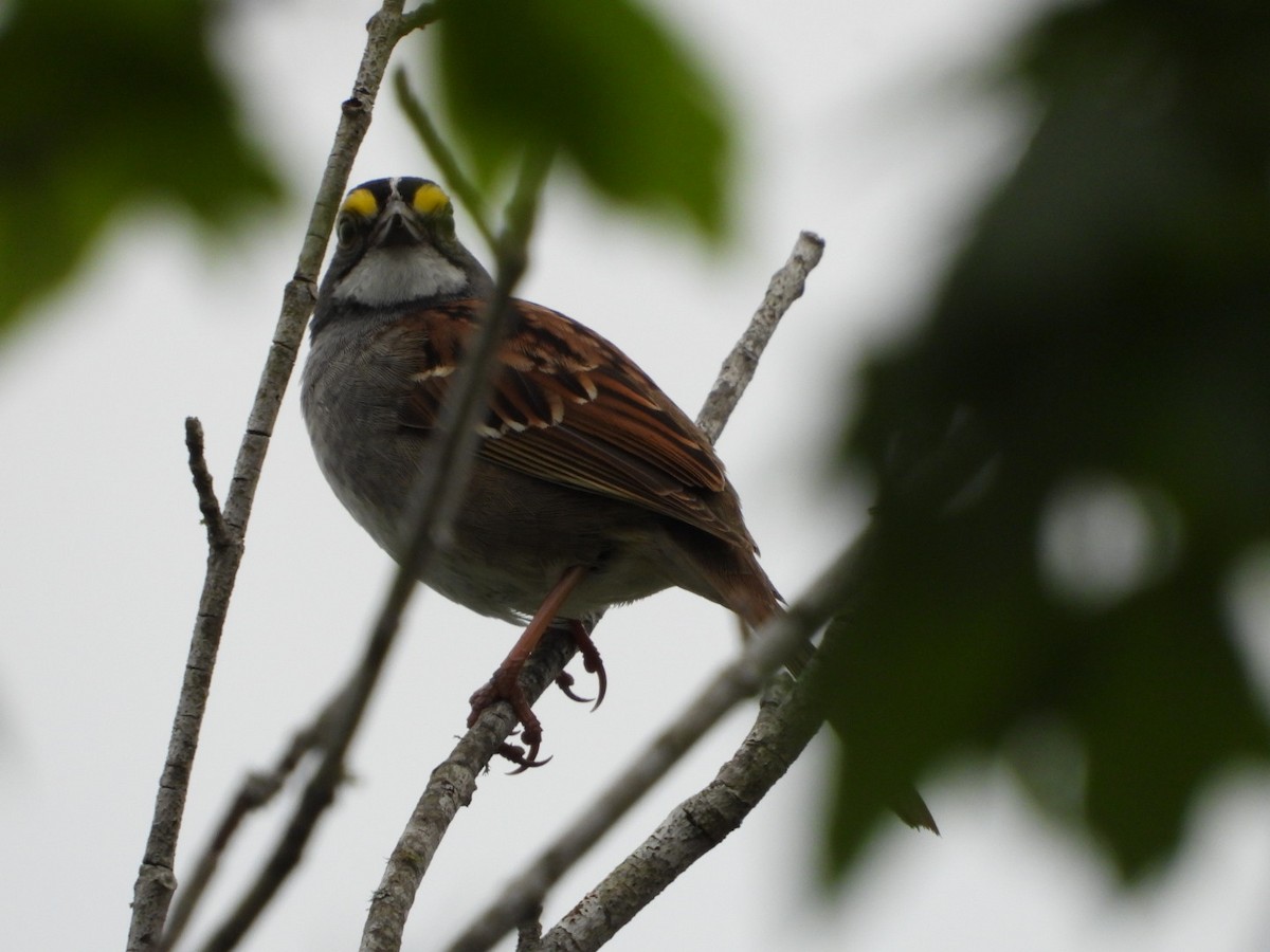 White-throated Sparrow - Pamela Green