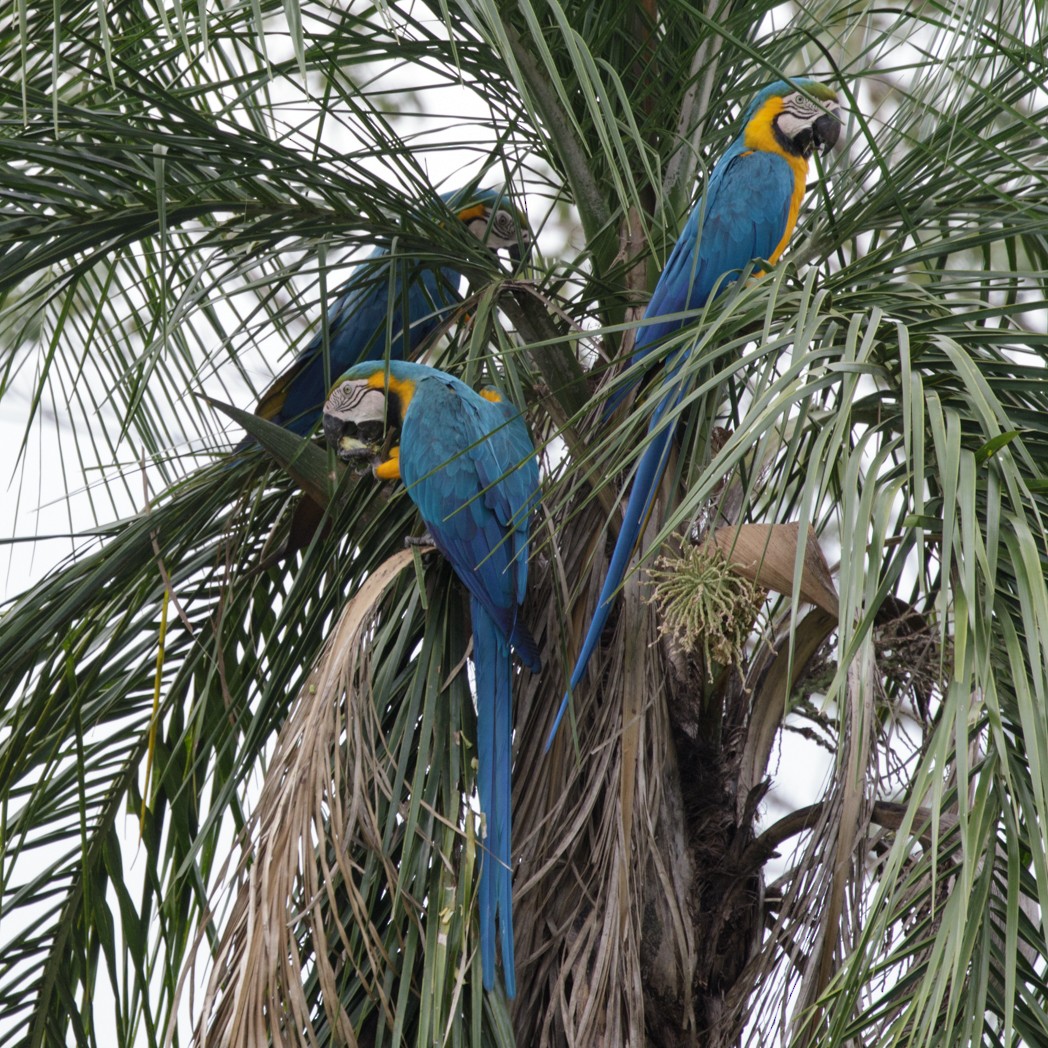Blue-and-yellow Macaw - Silvia Faustino Linhares