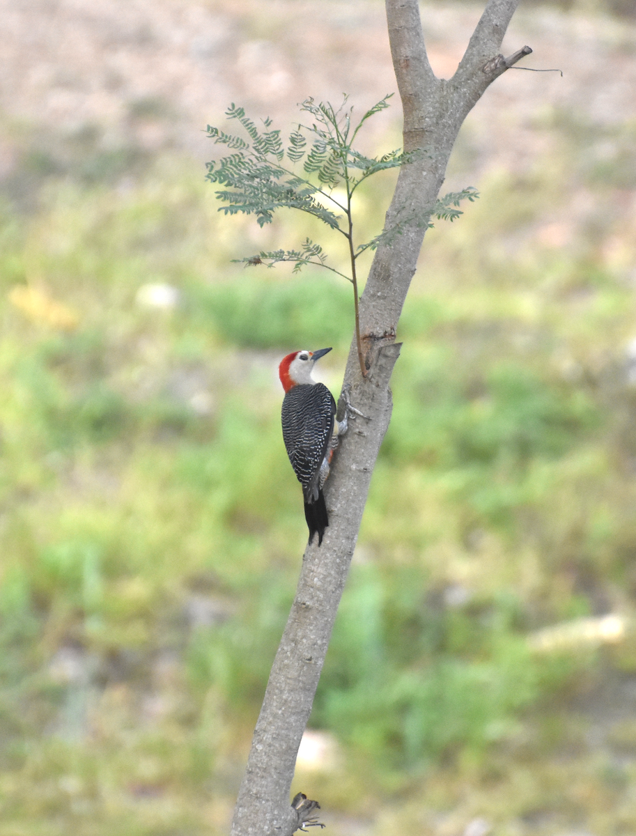 Golden-fronted Woodpecker (Velasquez's) - Donald Alexander