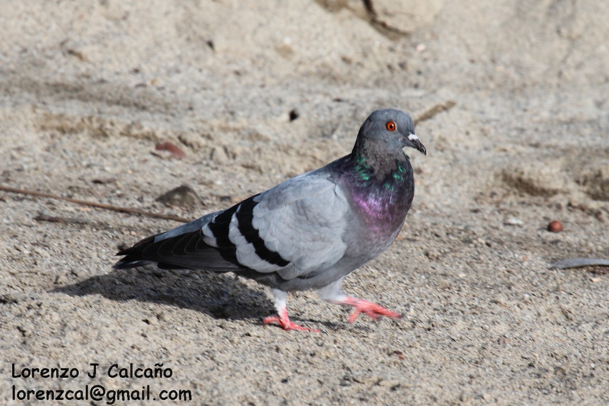 Rock Pigeon (Feral Pigeon) - ML150725161