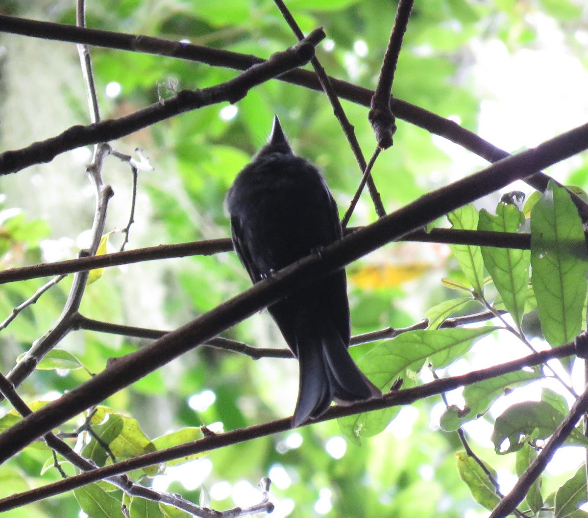 Square-tailed Drongo - Becky Turley