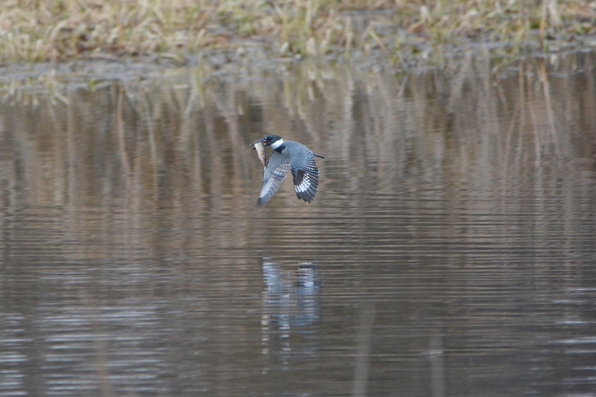 Belted Kingfisher - ML150726101