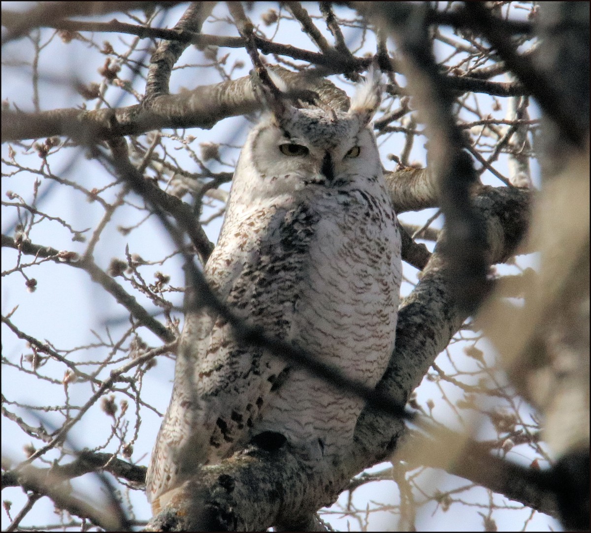 Great Horned Owl - Gale Diakuw