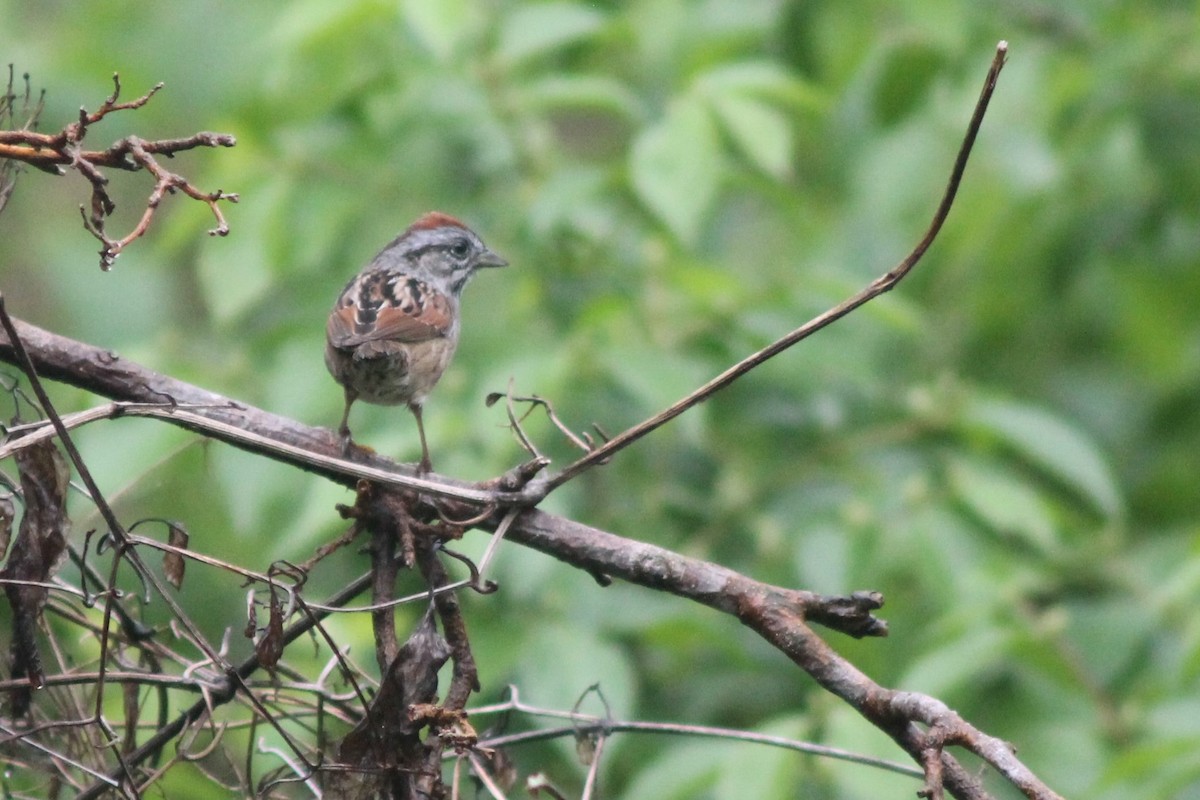 Swamp Sparrow - ML150727611
