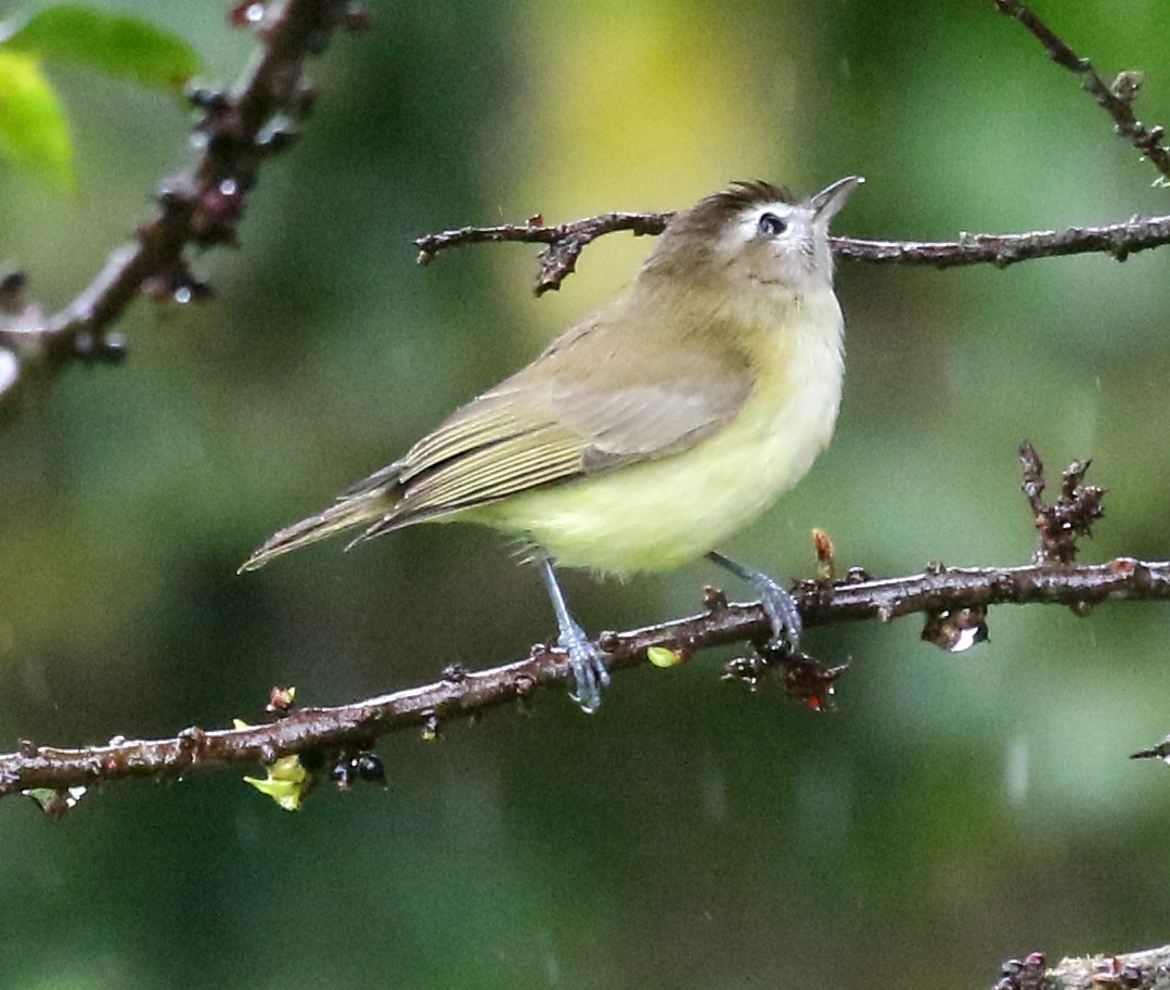 Brown-capped Vireo - Charlotte Byers
