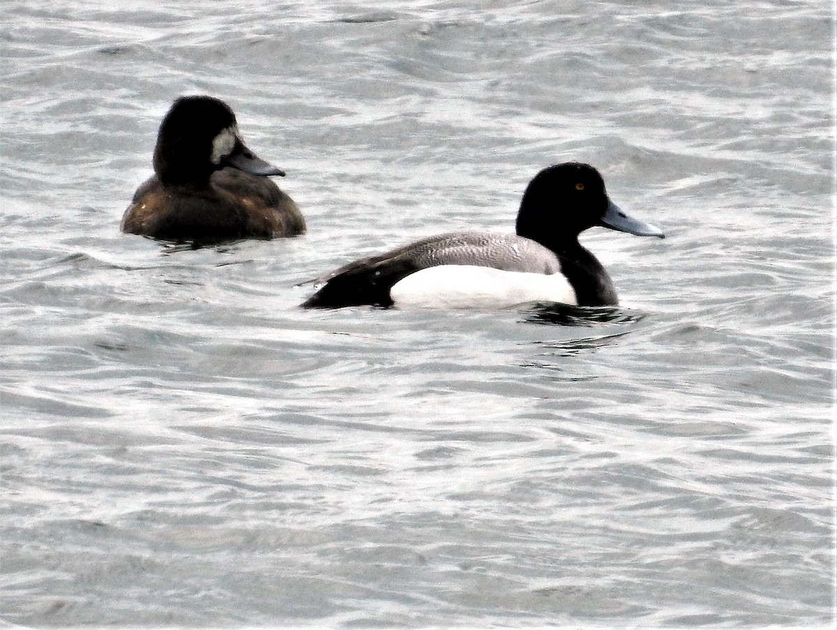 Greater Scaup - ML150729431