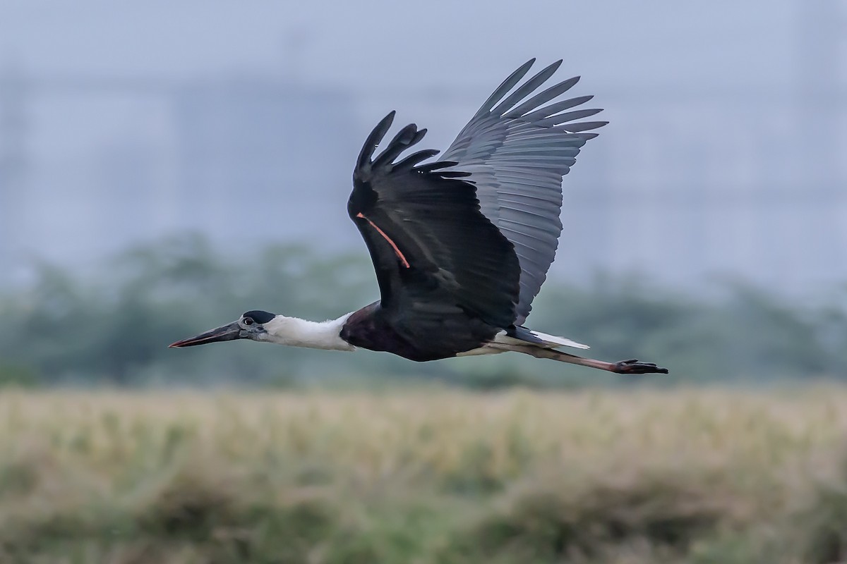 Asian Woolly-necked Stork - Nitin Chandra